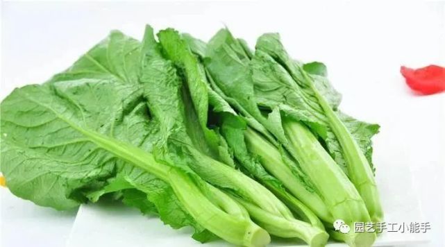 芥菜一般什么时候种?种植方法要点有哪些?
