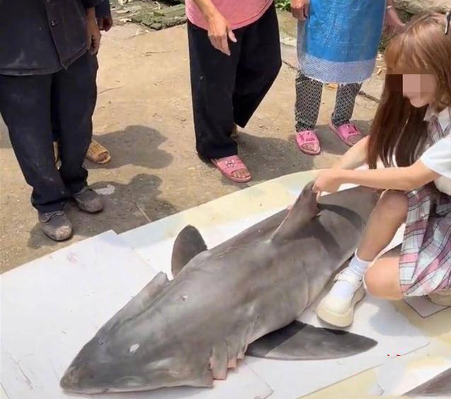 鲨鱼吃很美的女人图片