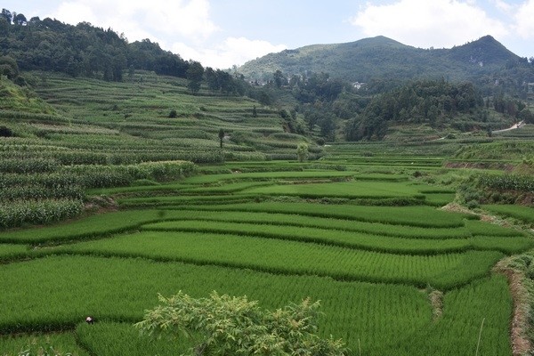 普定马场镇:修水渠助农灌溉惠民生