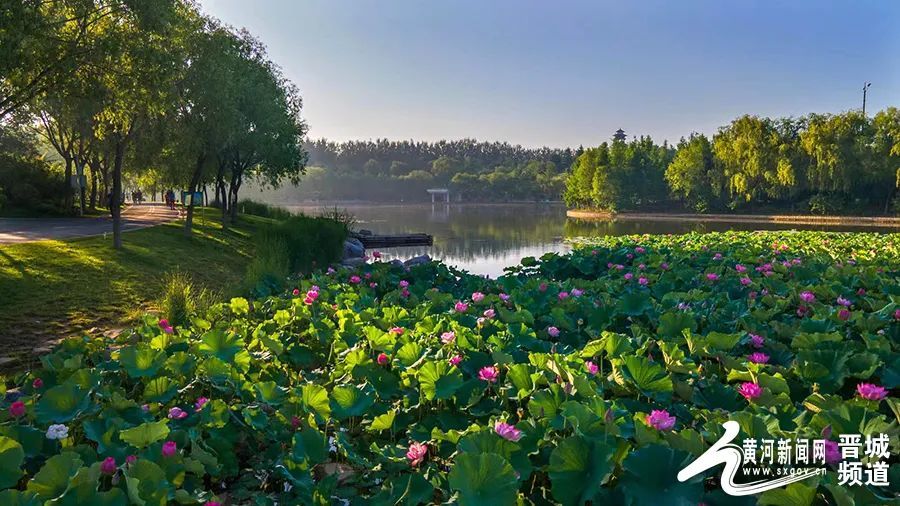 【大美山西】晋城白马寺植物园:一池荷花半生梦 妩媚窈窕香疏影_腾讯