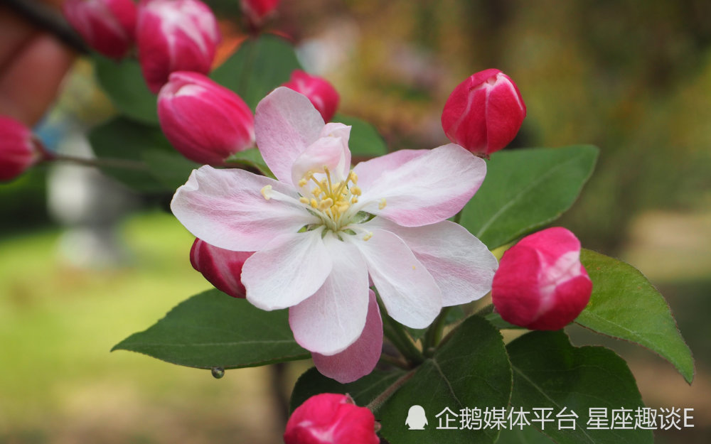 8月2日星座运势 谦虚谨慎 厚积薄发的四大星座 腾讯新闻