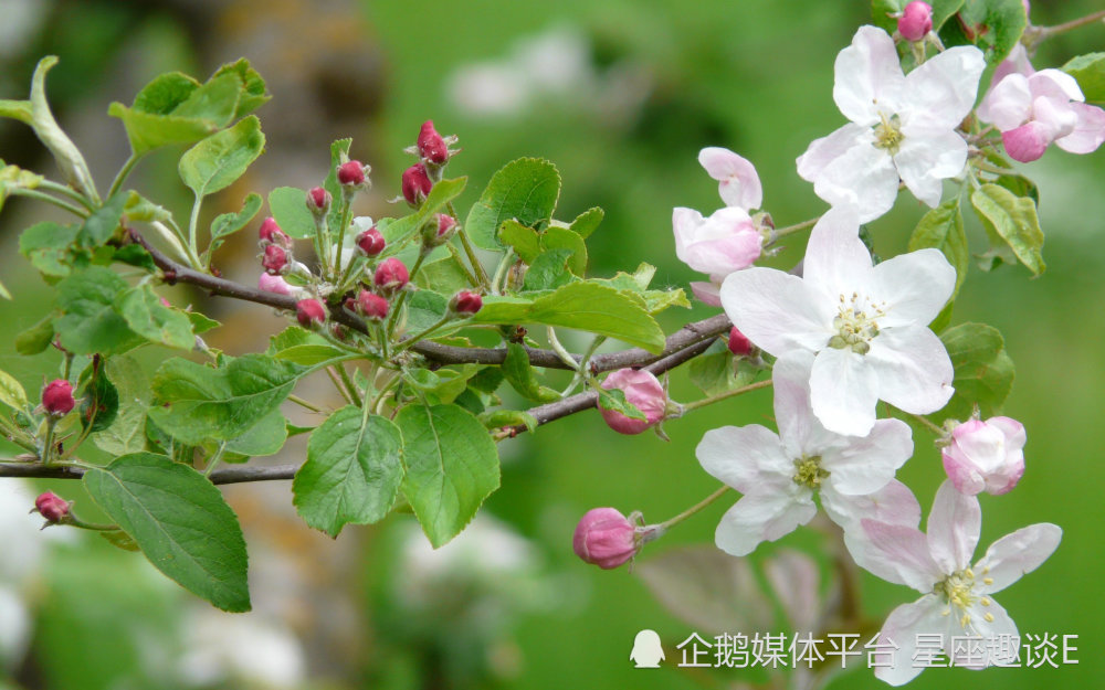 8月2日 8日星座运势 劳逸结合 扬眉吐气的四大星座 腾讯新闻
