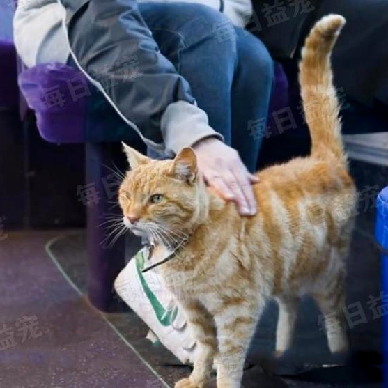 直到某一天,一位住在卡斯帕隔壁的邻居出现,才彻底将猫咪的遭遇公之于