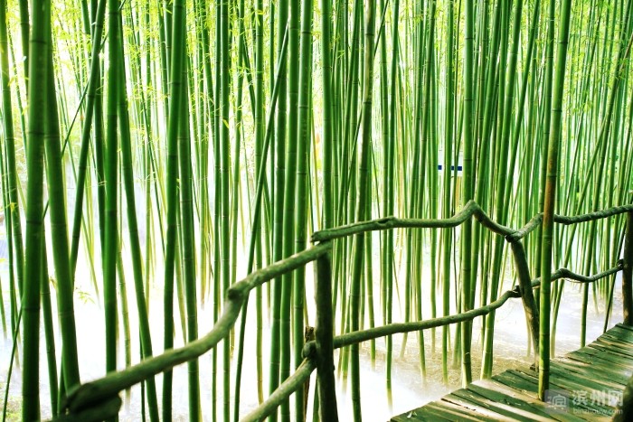 竹林山泉觅清凉_腾讯新闻