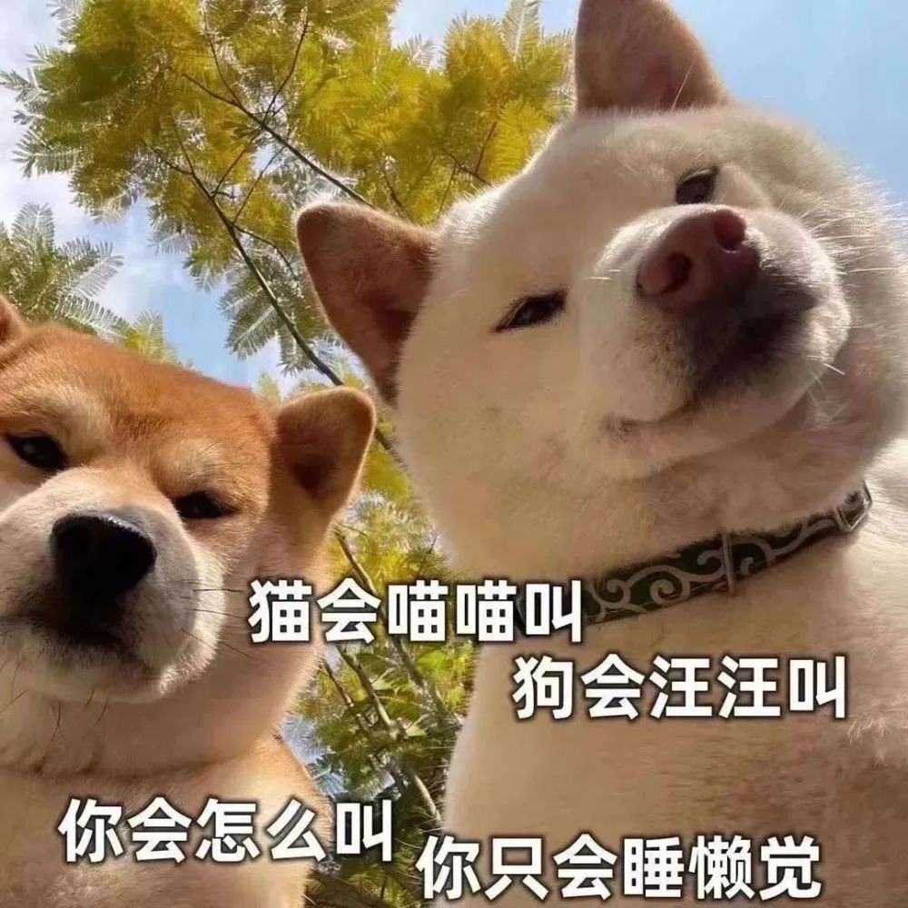 套路表情包放大拉进你会看到一只狗狗