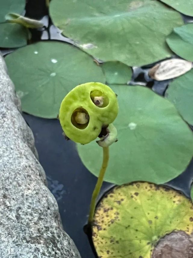 幫狗拉架結果自己低血糖暈倒在眾狗面前