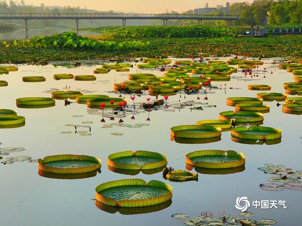 四川遂宁圣莲岛睡莲竞相开放构成一幅幅盛夏美景