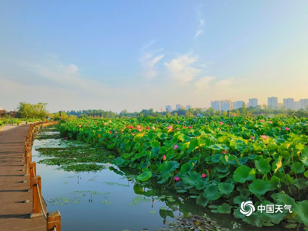 四川遂宁圣莲岛睡莲竞相开放构成一幅幅盛夏美景