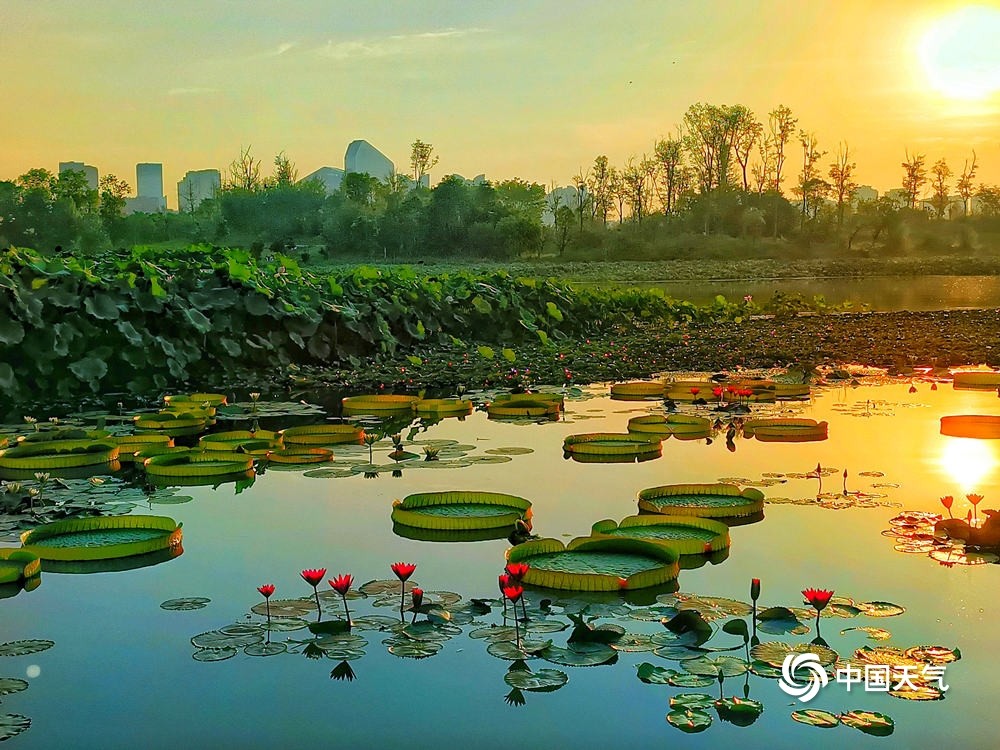 四川遂宁圣莲岛睡莲竞相开放构成一幅幅盛夏美景