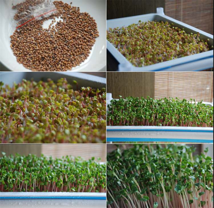 水萝卜几天发芽出苗?春季播种需要15～20天,用30℃温水催芽效果好