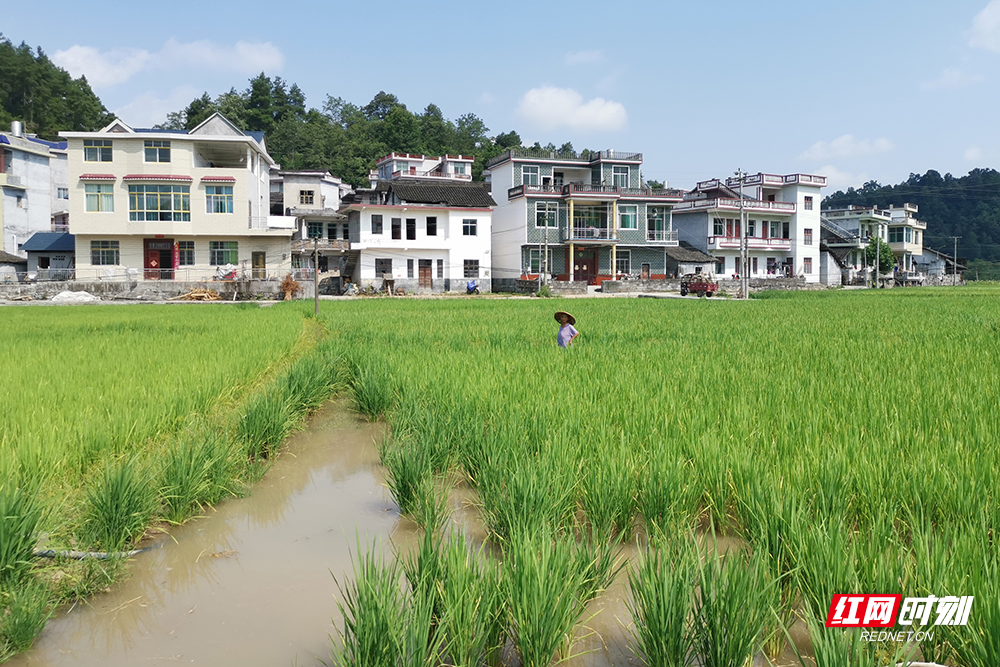 泸溪县兴隆场镇打好抗旱主动战 守好群众"粮袋子