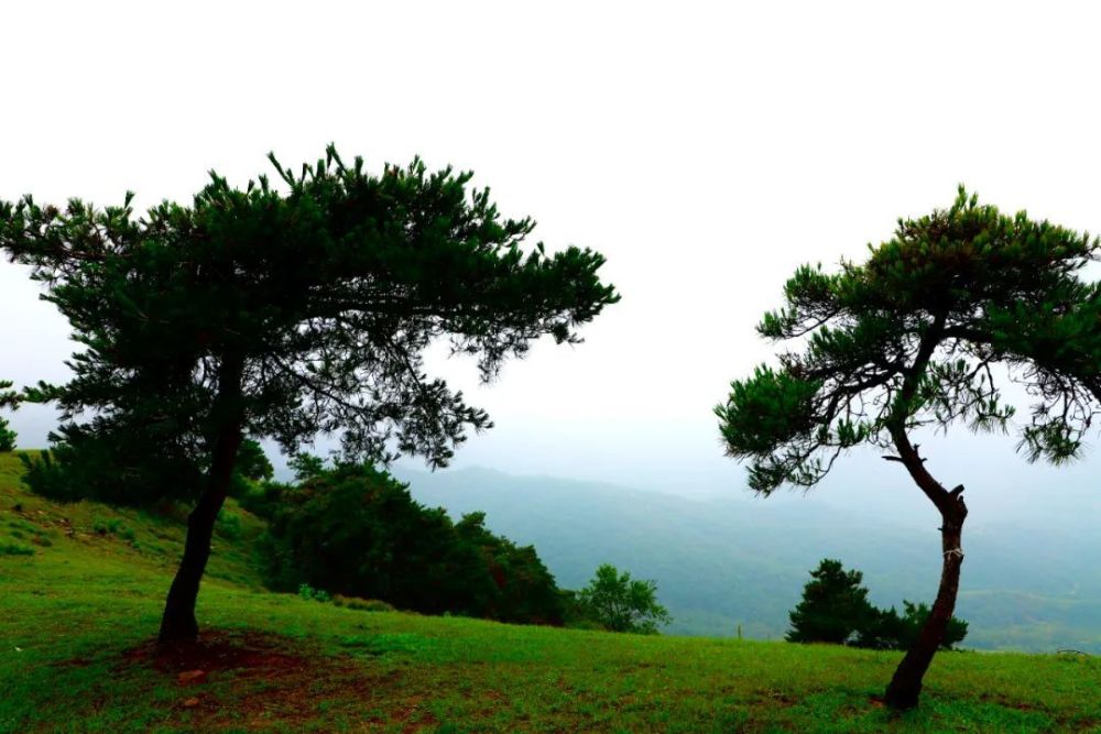 潍坊创建"东亚文化之都"丨网红打卡地之云中草原景点——助力潍坊市