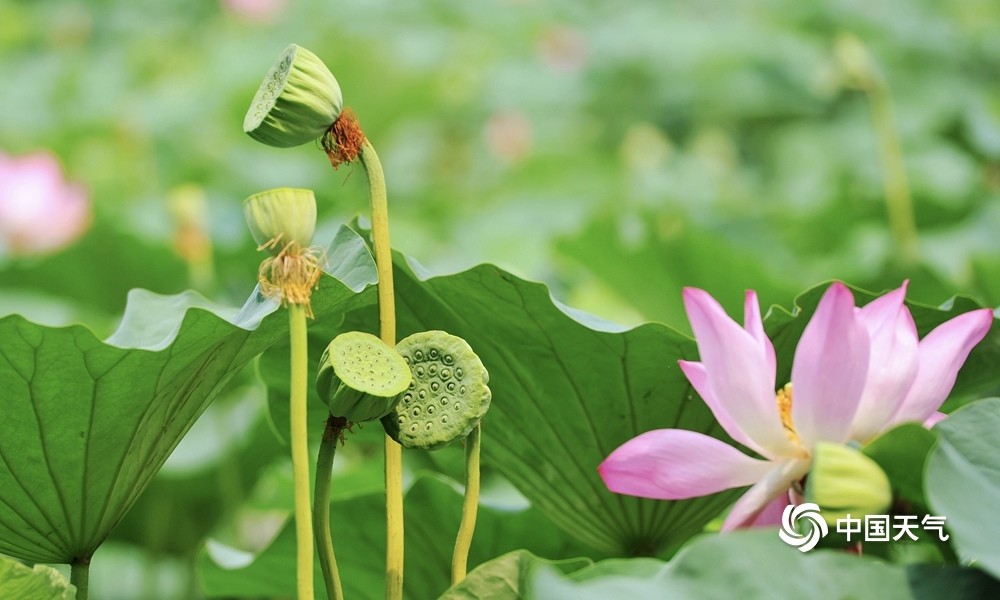 北京暑热正浓颐和园荷花与莲蓬构成夏日画卷