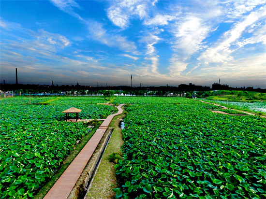 【共同富裕杭州行动】临平新宇村:荷塘里孕育共富梦 美了乡村也美了"