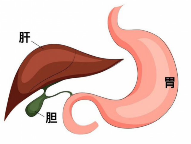 胆囊炎接近4%,肝胆外科专家教你如何区分胆囊炎与胃疼