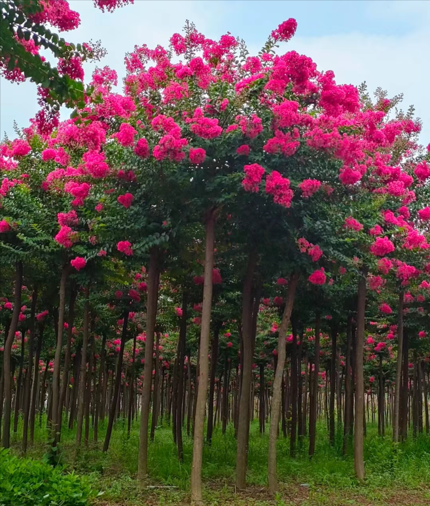 临颍县美如画园林诚招全国高杆行道苍翠紫薇培育基地