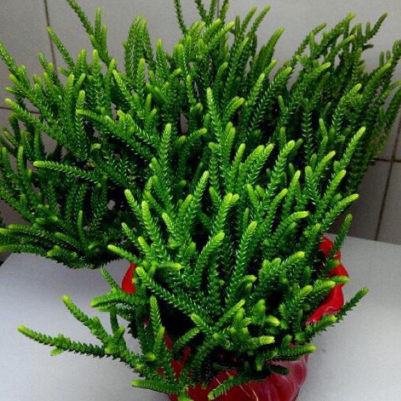 若绿,多肉中最像文竹的品种,不想操心上色的问题,选它准没错