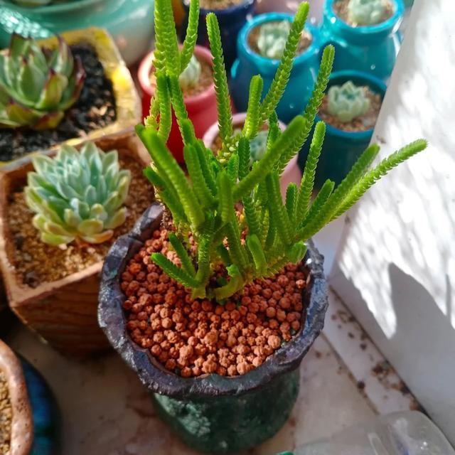 若绿,多肉中最像文竹的品种,不想操心上色的问题,选它准没错