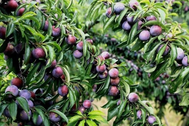 100万斤脆红李急盼销路