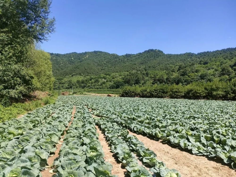 黄龙896户家庭农场户均年入16万