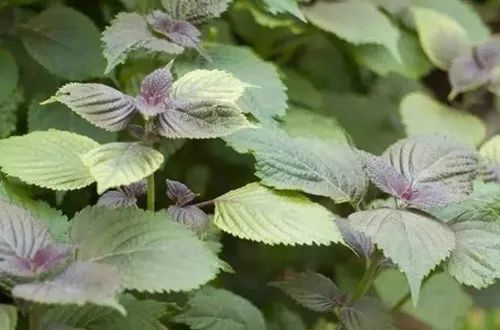 紫蘇怎麼養護呢瞭解花匠大叔介紹的養護小妙招