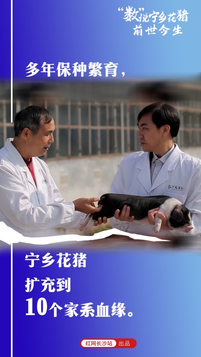 海报丨"数"说宁乡花猪前世今生_腾讯新闻