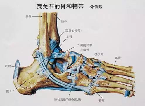 其中的距腓前韧带(atfl,顾名思义固定于足部距骨和小腿腓骨之间,是3