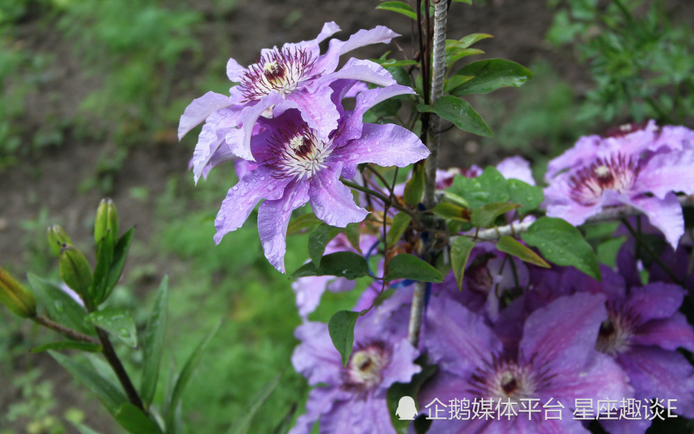 8月4日星座运势 亲和力强 谦虚谨慎的四大星座 腾讯新闻