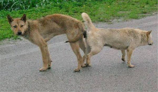 我们小的时候看得最多的就是狗和狗交配,不知道什么时候只公狗和一只