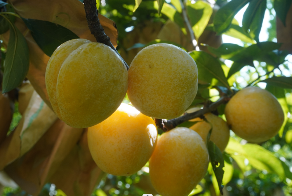 连州黄金奈李成熟上市