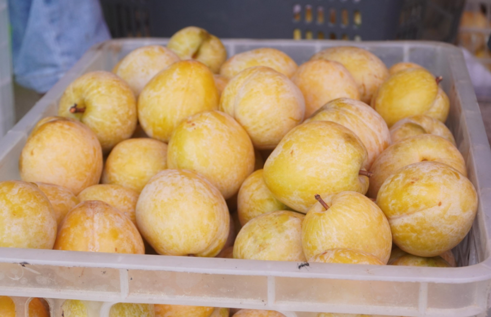 连州黄金奈李成熟上市_腾讯新闻