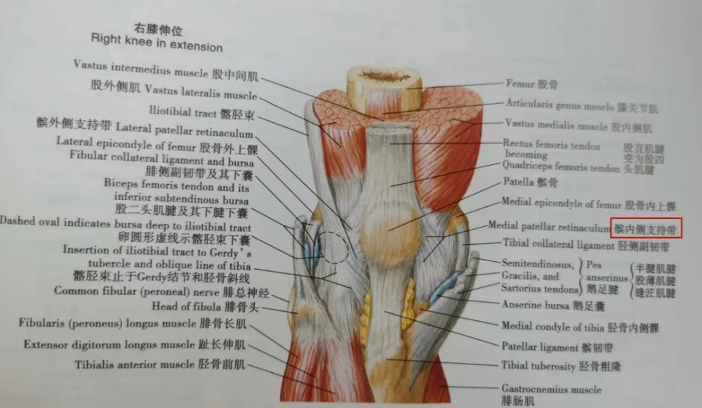 髌骨内侧支持带丨奈特人体解剖学彩色图谱(第六版)我当时就吓傻了.