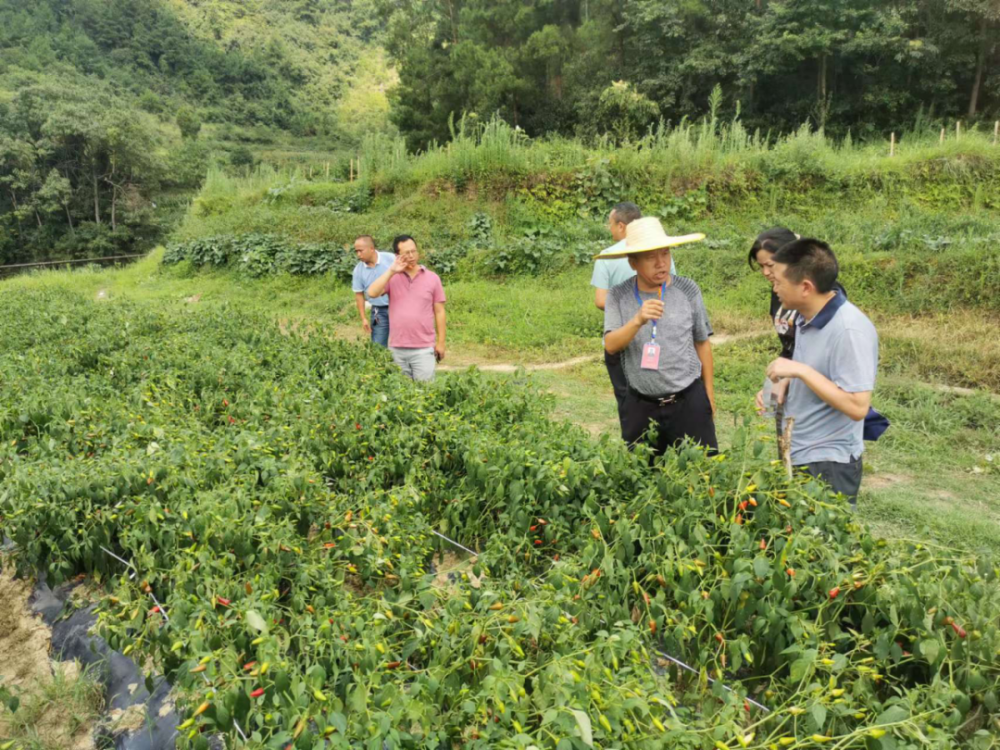 8月1日,省,市科技特派員黃春利,肖登輝,範輝到綏陽縣風華鎮雙龍村,進