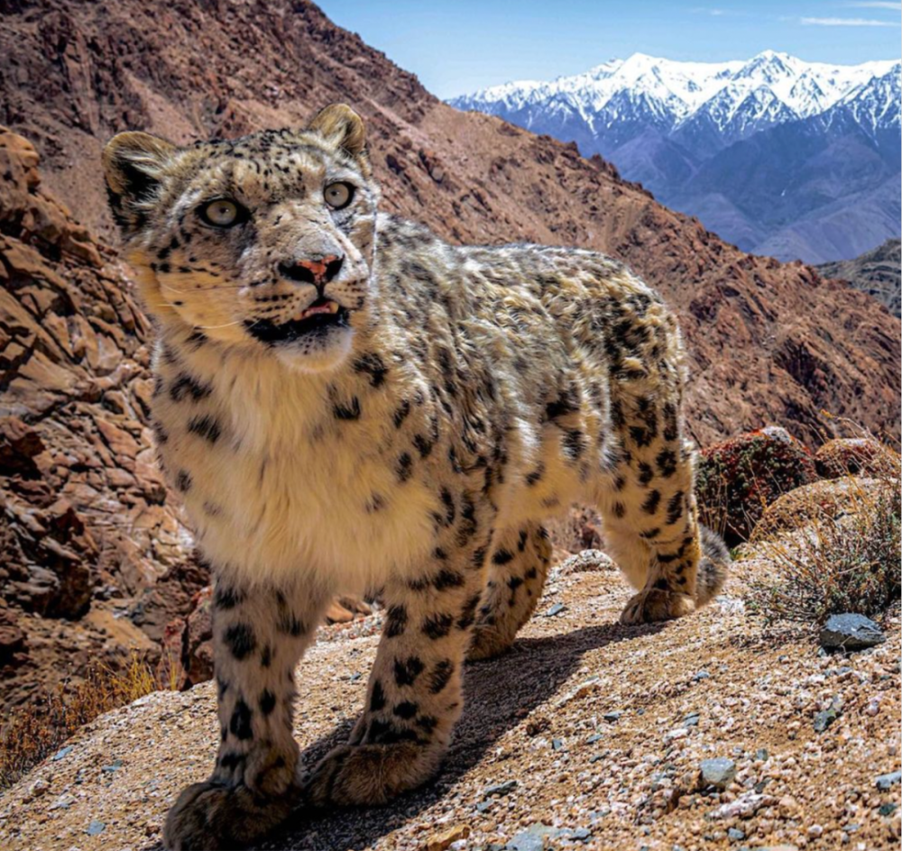摄影师拍到罕见雪豹这一呆萌大猫我国这个地方现有201只