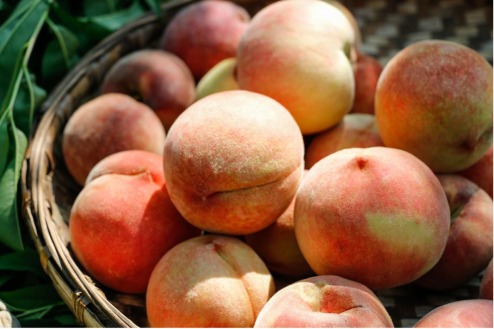 "刘治军说,"今年产量比往年预计增产近三分之一,虽说采摘期可持续到9