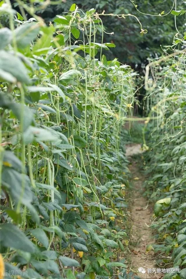 鲁西南味道 豆角 甜甜朗读 腾讯新闻