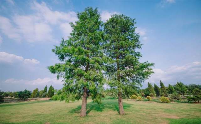 区旁的马褂木1号门内广场的樱花这些"双子树"有的北美植物区的马褂木
