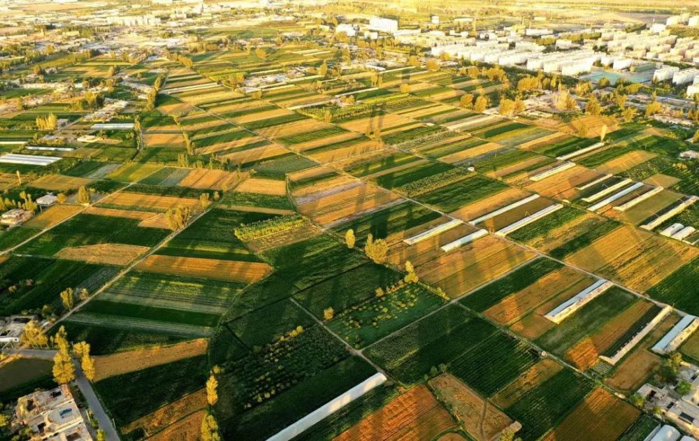 农墨重彩绘新篇金塔县农业农村发展综述