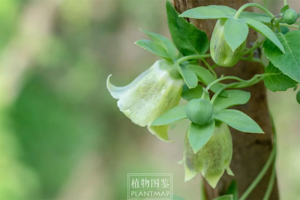 羊乳花开,林间风铃摇_腾讯新闻