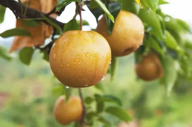 种好中国粮 做优湖南饭丨大围山梨:梨中"新贵"