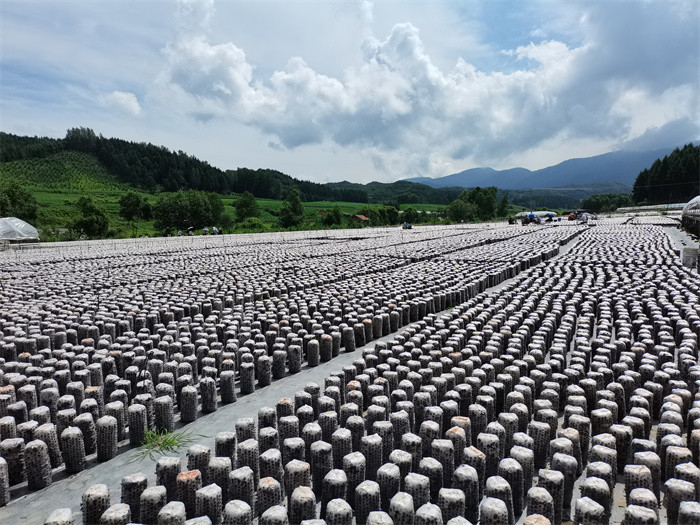 蛟河市白石山镇绘就乡村振兴新画卷