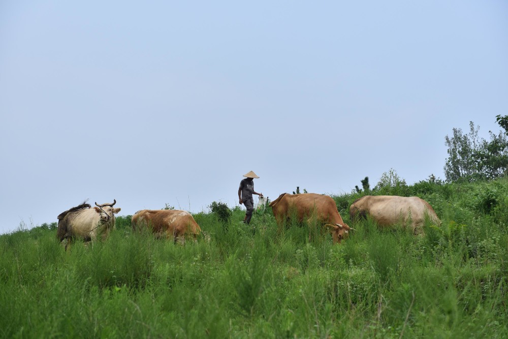 井大哥在山坡上放牛"我养着四头母牛,每头母牛一年生产一头小牛犊