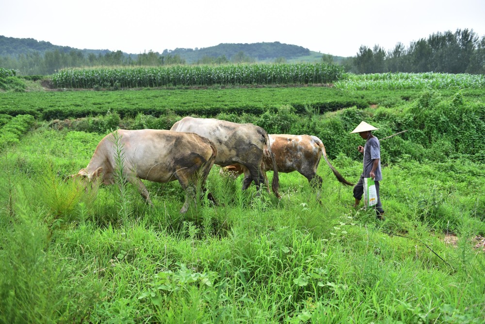 58岁大哥进山放牛,每天步行3万多步,坐拥100亩"绿色银行"