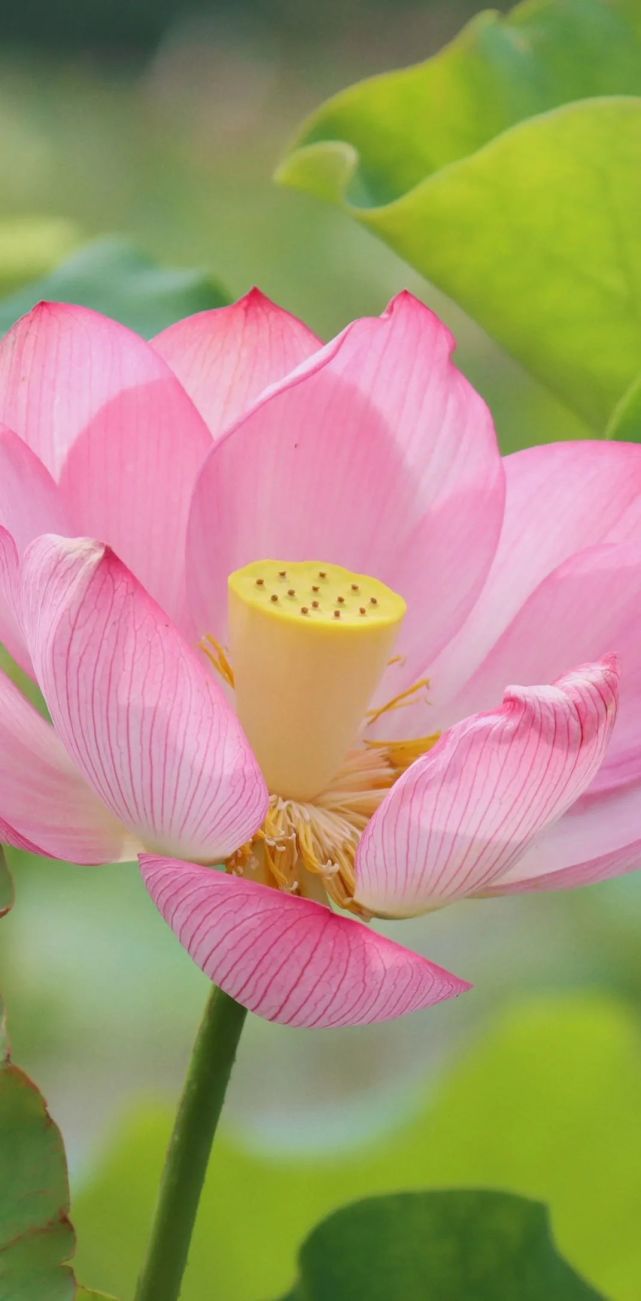 趁花开正好,到嵩阳普渡来一场"藕"遇