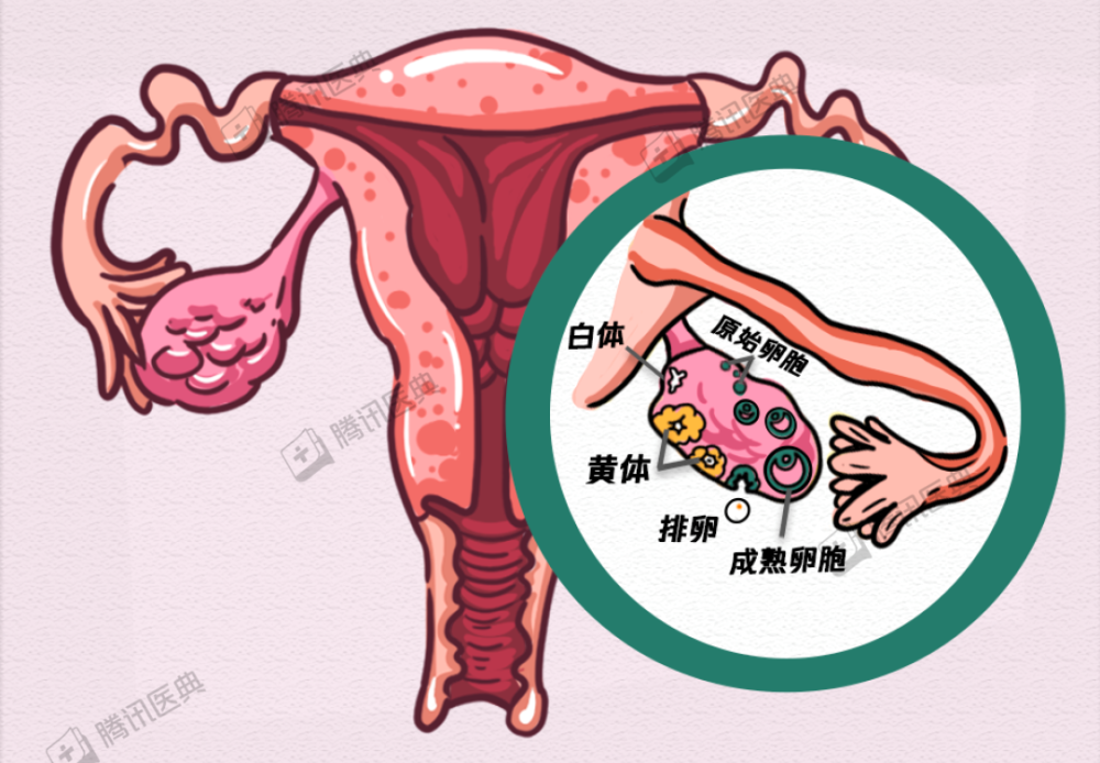 女生肚子痛竟是卵巢黄体破裂月经前后建议别做这些事