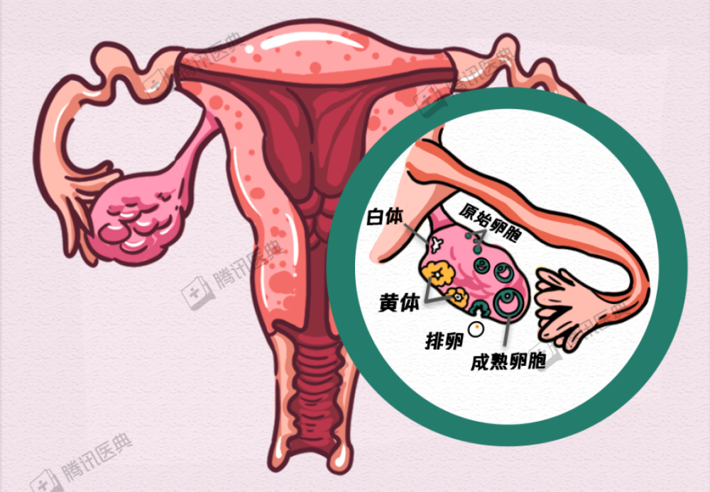 卵泡破裂有什么症状图片