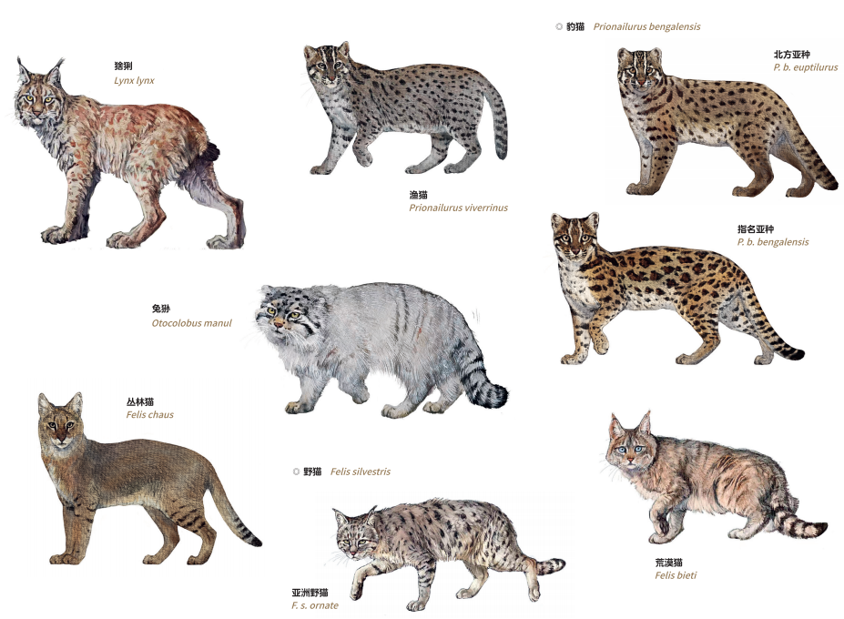 《中国大猫》:中国13种猫科动物集体亮相