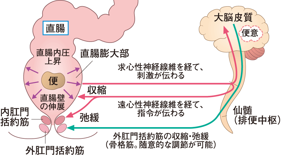 人类屁话1：为什么人能预判是要放屁还是拉屎？怎样减少臭屁？_腾讯新闻