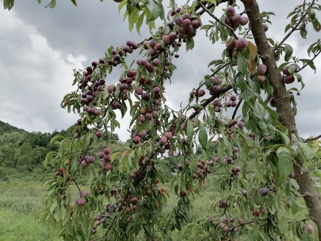 织金县茶店乡小小脆红李铺就致富路