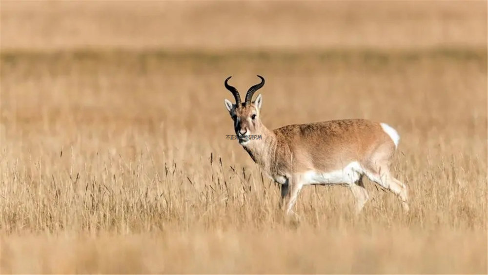 日本长野县出现了纯白羚羊,很像《幽灵公主》中的犬神_腾讯新闻